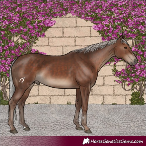 Horse Color:Silver Black