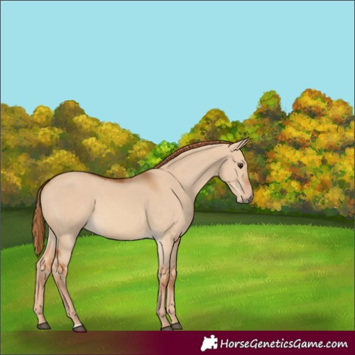 Horse Color:Red Dun