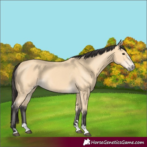 Horse Color:Buckskin 