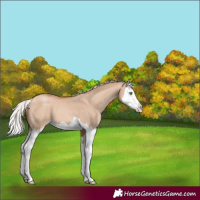 Horse Color:Silver Classic Champagne Dun Splash 