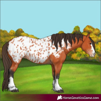 Horse Color:Unknown 