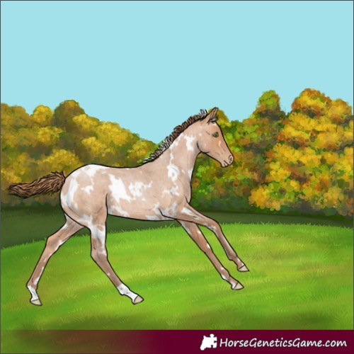 Horse Color:White Spotted Bay Roan Pearl 