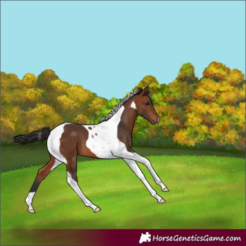 Horse Color:Bay Tobiano 