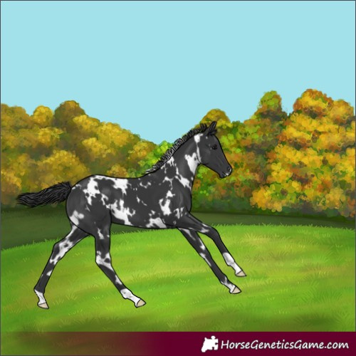 Horse Color:White Spotted Black 