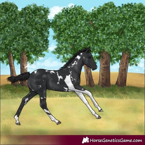 Horse Color:White Spotted Black Tobiano 