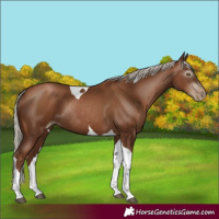 Horse Color:Gray Silver Black Pearl Tobiano 