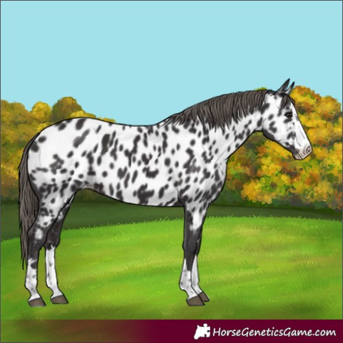 Horse Color:Smoky Black Appaloosa 