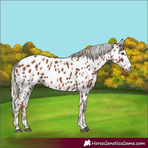 Horse Color:Chestnut Appaloosa 
