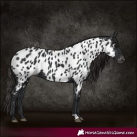 Horse Color:Black Appaloosa