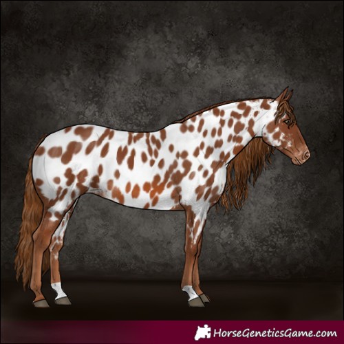Horse Color:Chestnut Appaloosa 