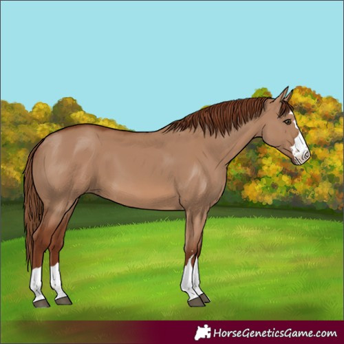 Horse Color:Red Dun