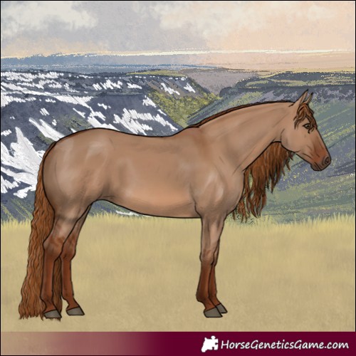 Horse Color:Red Dun 