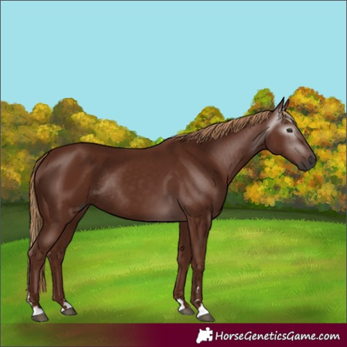 Horse Color:Gray Chestnut Rabicano