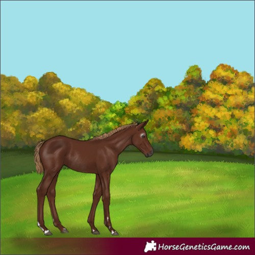 Horse Color:Gray Chestnut Rabicano 