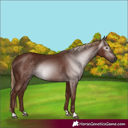 Horse Color:Gray Chestnut Rabicano 