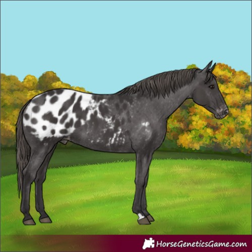 Horse Color:Smoky Black Appaloosa 