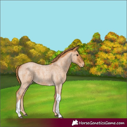 Horse Color:Red Roan Tobiano 