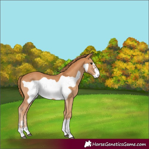 Horse Color:Chestnut Frame 