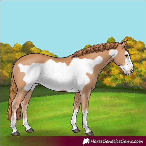 Horse Color:Chestnut Frame 