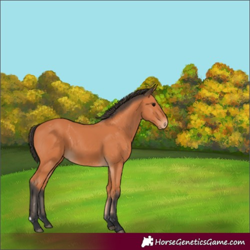 Horse Color:Bay 