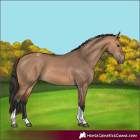 Horse Color:Bay Dun Tobiano 