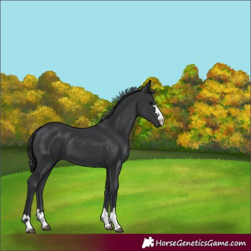 Horse Color:Black 