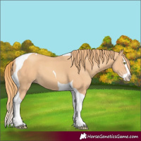Horse Color:Gold Champagne Splash Tobiano