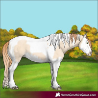 Horse Color:Gold Champagne Dun Splash Tobiano