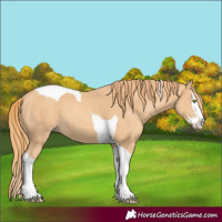 Horse Color:Gold Champagne Splash Tobiano