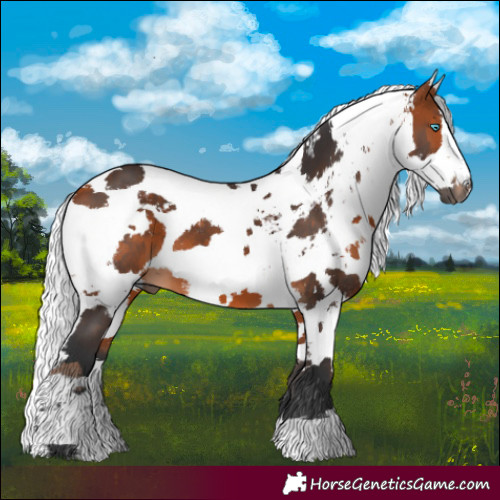 Horse Color:Bay Harlequin Merle 