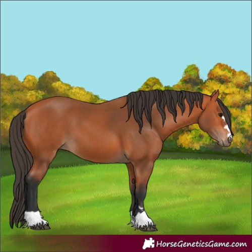 Horse Color:Bay 