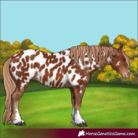 Horse Color:Chestnut Near Leopard 