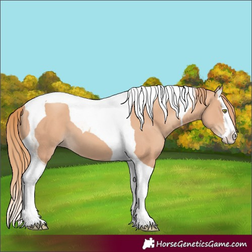 Horse Color:Gold Champagne Splash Tobiano 