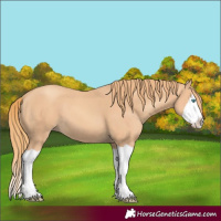 Horse Color:Gold Champagne Splash