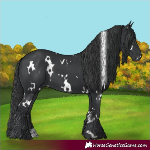 Horse Color:White Spotted Black