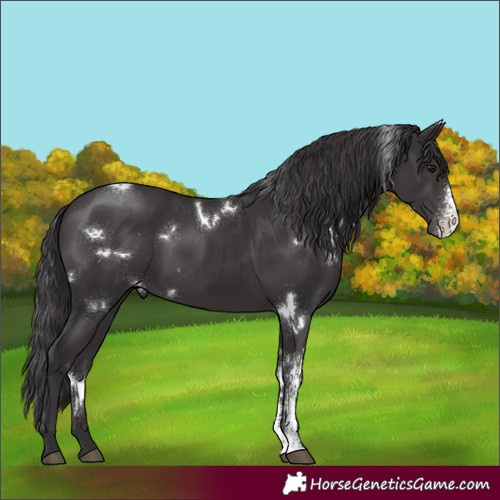 Horse Color:White Spotted Smoky Black Sabino 