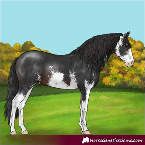 Horse Color:Brown Sabino