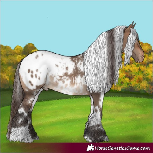 Horse Color:White Spotted Brown Dun Appaloosa