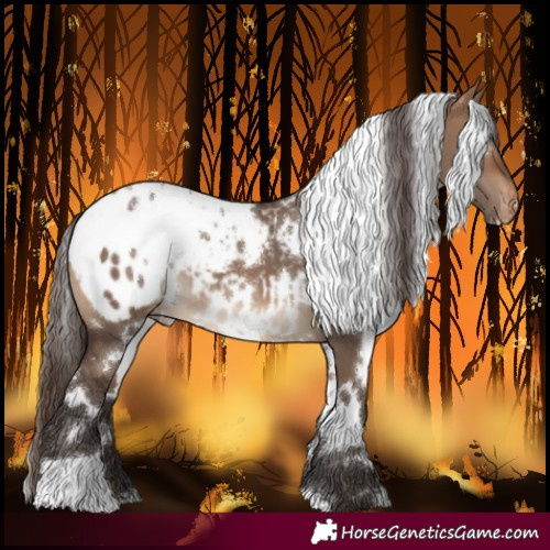 Horse Color:White Spotted Brown Dun Blanket 