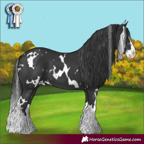 Horse Color:White Spotted Black Splash 
