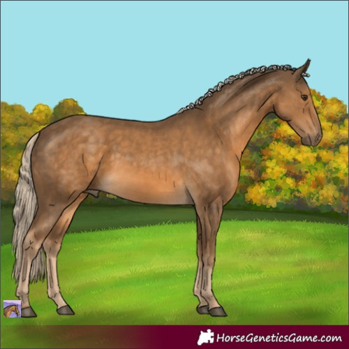 Horse Color:Chocolate Palomino 