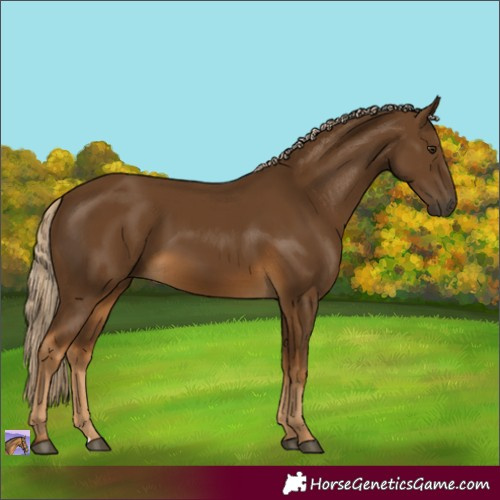 Horse Color:Chocolate Palomino 