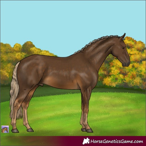 Horse Color:Chocolate Palomino 