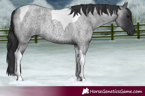 Horse Color:Blue Roan Tobiano 