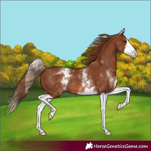 Horse Color:White Spotted Chestnut Splash