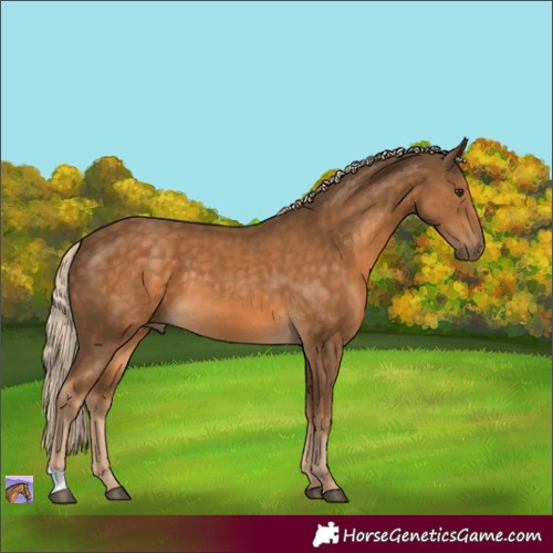 Horse Color:Chocolate Palomino 