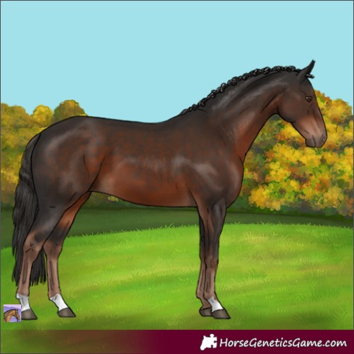 Horse Color:Liver Chestnut 