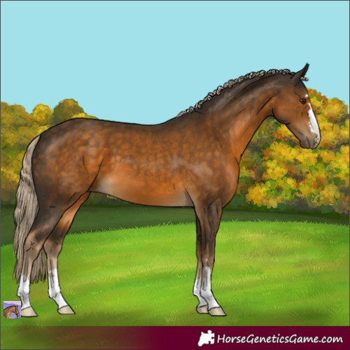 Horse Color:Chocolate Palomino
