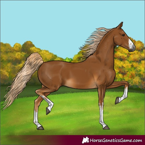 Horse Color:Unknown 