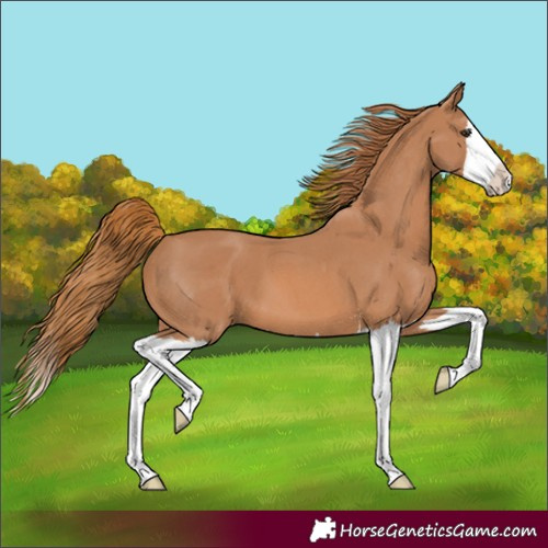 Horse Color:Chestnut Sabino Splash